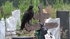 Примета. Ворон на могильном кресте. На кладбище.