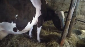 Рацион коровы перед отёлом.