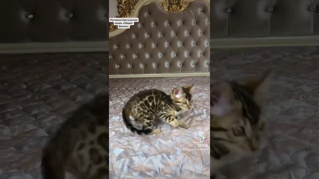 Бенгальский котёнок, мальчик. Купить бенгала