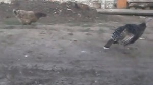 Индюк злится....