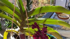 Rhy. gigantea red