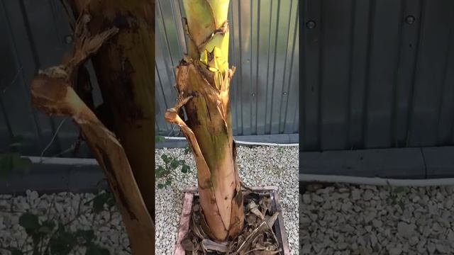 Банан в средней полосе. смотреть онлайн