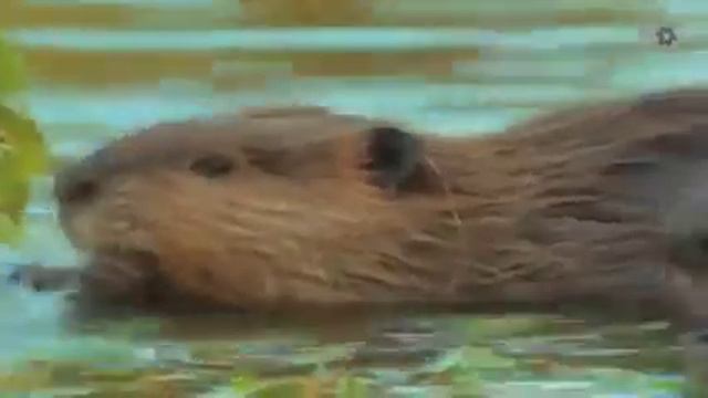 Как волки меняют реки смотреть онлайн