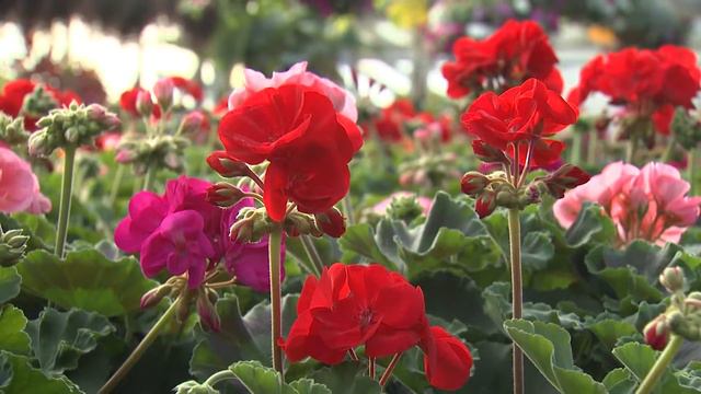 Year Long Valentines Plants смотреть онлайн