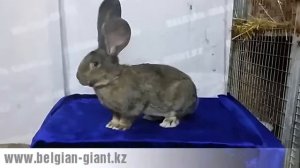 Купить кролика великана для разведения