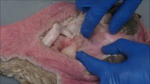 анатомические особенности  препуция хряка