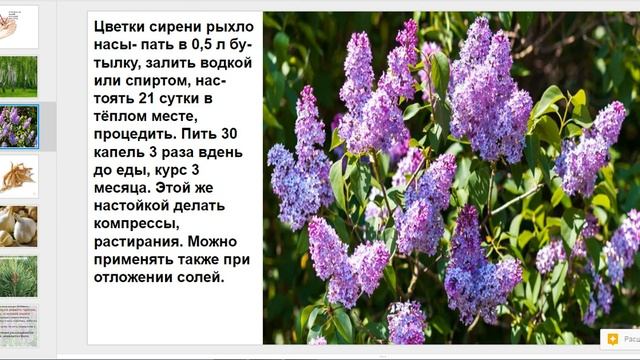 Подагра, как лечить народные средства.Народная медицина.
