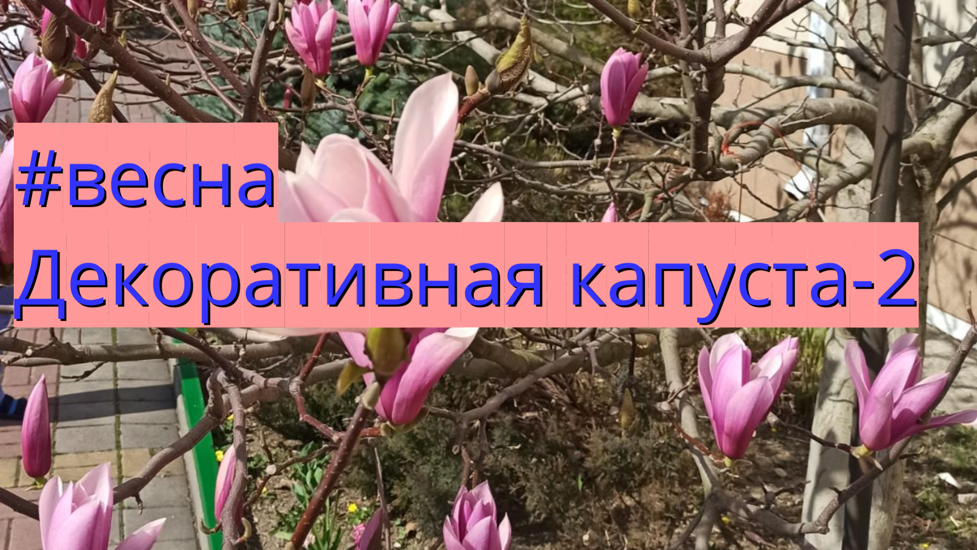 #весна Декоративная капуста.2