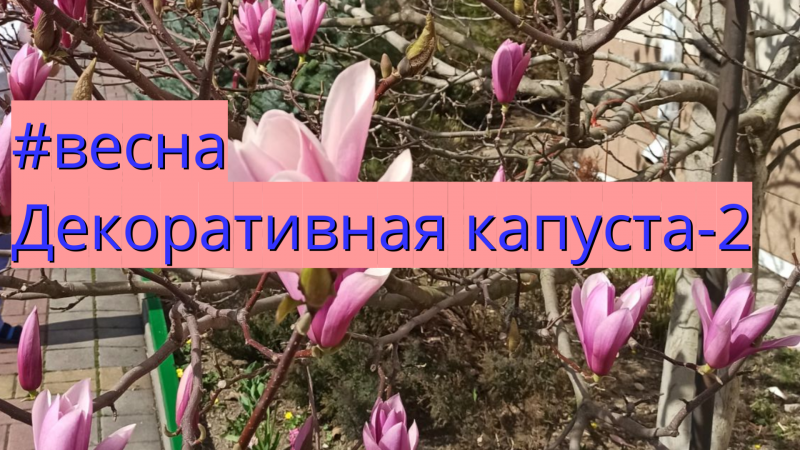 #весна Декоративная капуста.2