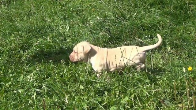 прогулка 06.09.2014г. Питята (кпп Грейт Стар) смотреть онлайн