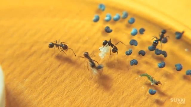 SLIVKI SHOW и МУРAВЬИ - [30 дней спустя] смотреть онлайн