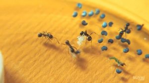 SLIVKI SHOW и МУРAВЬИ - [30 дней спустя]