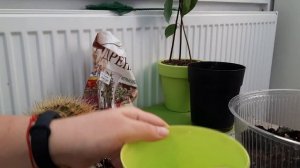 Колючка среди Орхидей. Пересадка кактуса. Ехинокактус Грузони. Echinocactus grusonii