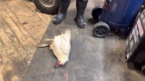 ???Как усыпить курицу? Легко и просто!???