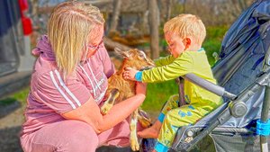 Мы купили ТРИ козы! Камерунские козы - приехали! Шнурок, Ягодка и Комета - новые жители нашей фермы!