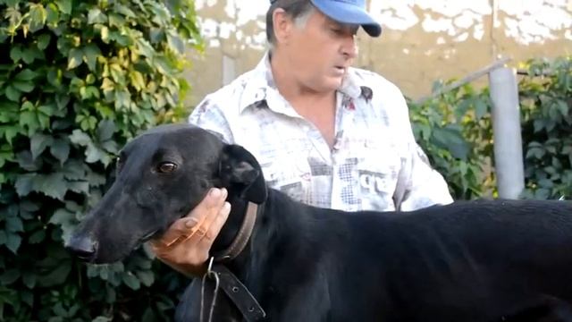 Хортая борзая признана вне породы, любопытно за что???? смотреть онлайн