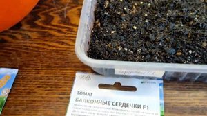 Сажаю семена комнатных томатов