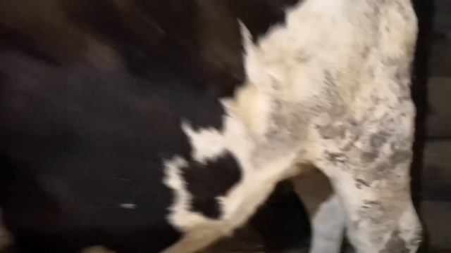 Купили Айширскую корову смотреть онлайн