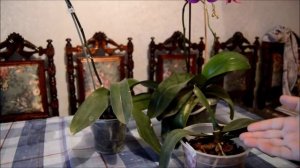 Как правельно обрезать орхидею после цветения