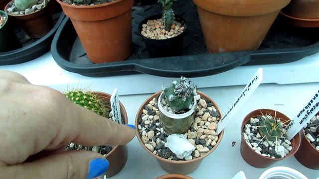 Our amazing NEW Cactus Plants potted up смотреть онлайн