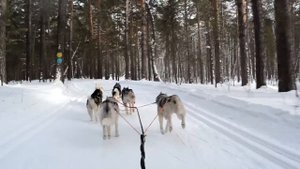 Упряжка Сибирских Хаски