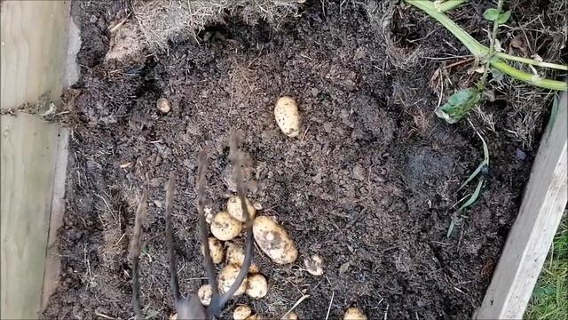 Достаем из под травы картошку через 60 дней после посадки смотреть онлайн