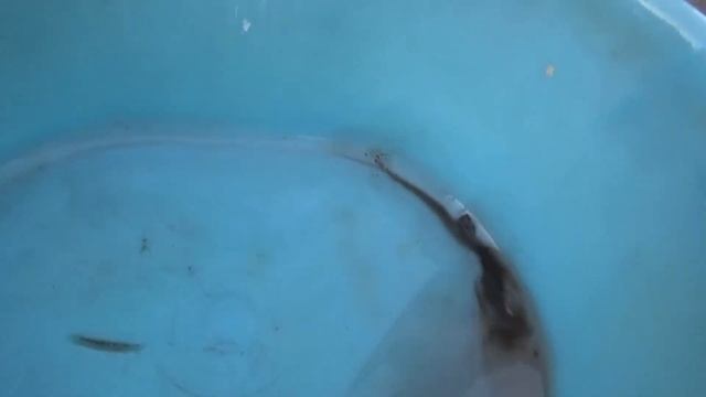 Промывка охлаждающей системы двигателя - трудно поверить, но факт