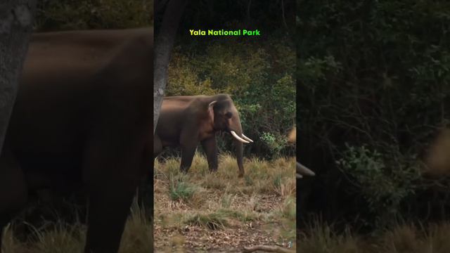 Сафари есть не только Африке! Топ 6 заповедников на Шри-Ланке 2024! #шриланка #путешествия #туризм смотреть онлайн