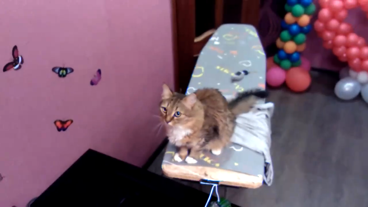 Видео где бегает мышка. Бегающая мышь по экрану для кота. Мышь бегает по экрану для кошек. Бегающая мышка на экране для кота. Мышка бегает по монитору для кошек.