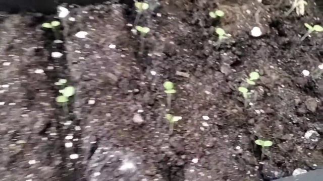 Петунии первые всходы на подоконнике без подсветки