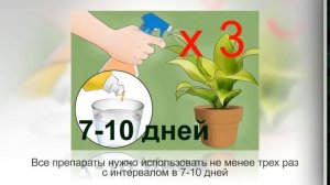 МУЧНИСТЫЙ ЧЕРВЕЦ – ВРЕДИТЕЛЬ домашних цветов. Признаки заражения, способы борьбы