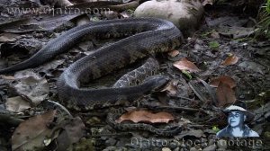 Water Moccasin Eats Rattlesnake 01 Stock Footage