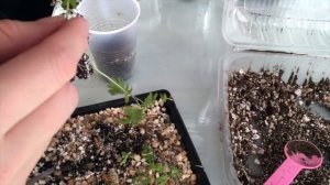 Пикировка Бонсай ( второй шаг после посева)