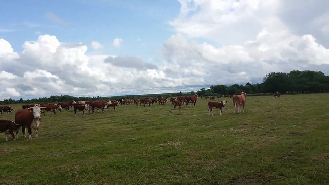 ПЕРЕГОНЯЕМ СТАДО ГЕРЕФОРДОВ в ЗАГОН 19 7.19 г. #дикфарм #dikfarm . смотреть онлайн