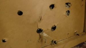 Как сделать красивыми диваны на съемной квартире. Преображение зала день 7. Разбираем диван ( 2019)