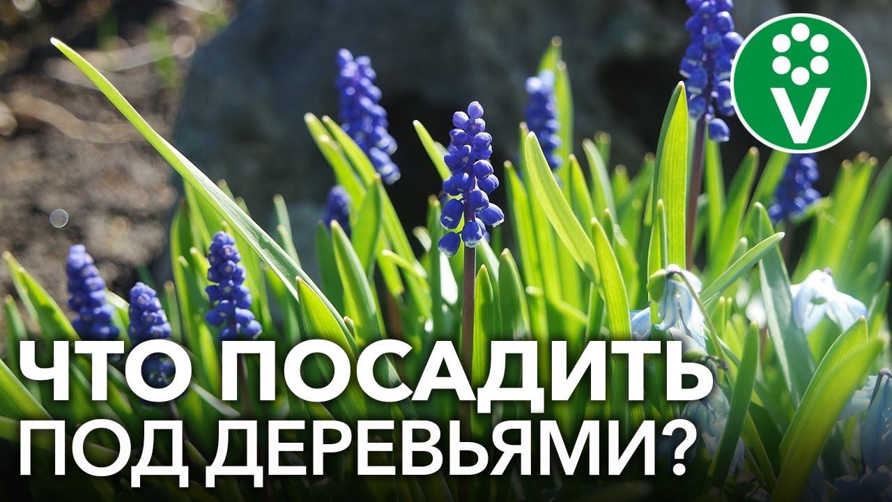 ПРИСТВОЛЬНЫЕ КРУГИ ПЛОДОВЫХ ДЕРЕВЬЕВ: нужны ли и что лучше сажать под деревьями?