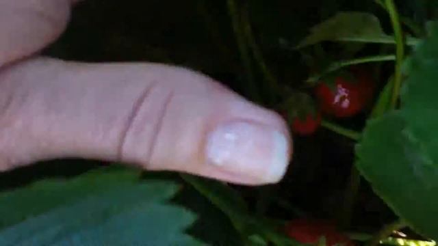Клубничное поле ! Разрешили собирать клубнику . смотреть онлайн