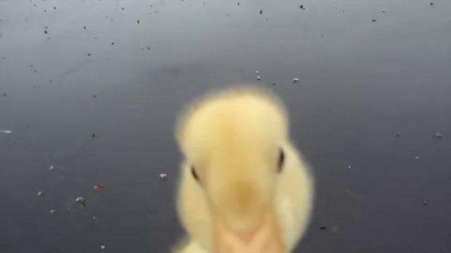 КОГДА БЕГАЕТ ЦЫПЛЕНОК ? смотреть онлайн