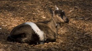 Как блеет коза. Как блеет козел / Like a goat bleating. Like a goat bleating.