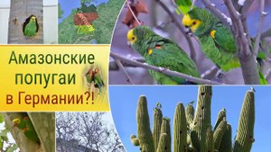 Амазонские попугаи в Германии?!