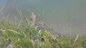 Рыбалка в Осетии 2, ст.Змейская