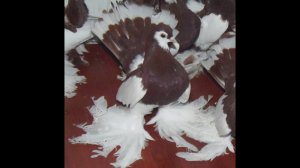 Голуби ленточные.. 2021