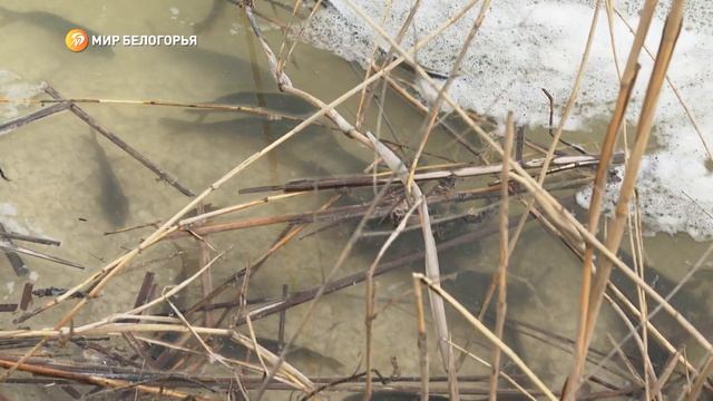 Как выращивают рыбу в Белгородской области смотреть онлайн