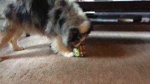 Собака открывает свой подарок
