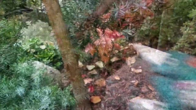 Формирую деревце из можжевельника Блю Альпс. смотреть онлайн