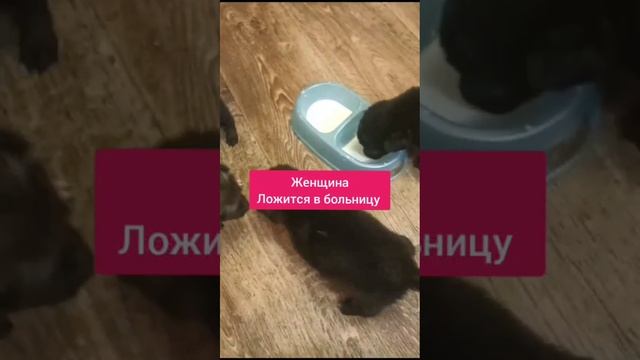 Волгоград?Россия?щенки, которым нет месяца через 4 дня окажутся на улице. Крик о помощи!!!!