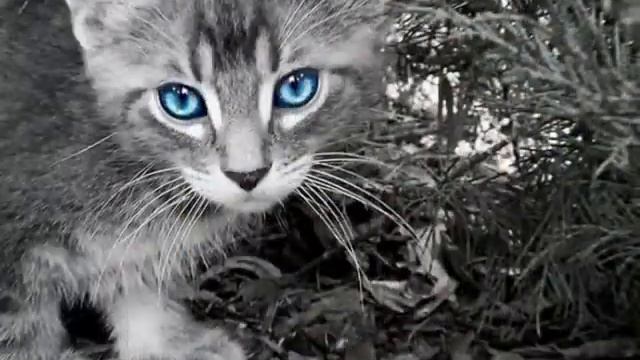 Разные кошки. смотреть онлайн