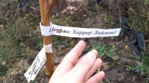 Персики месяц после посадки