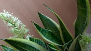 Сансевиерия ЦВЕТЕТ !