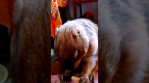 Сурок ест сыр